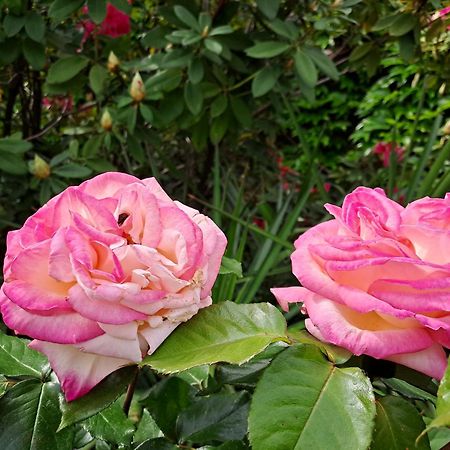 Gite 5 "Le Laurus" Aux Magnolias Aubenas Kültér fotó