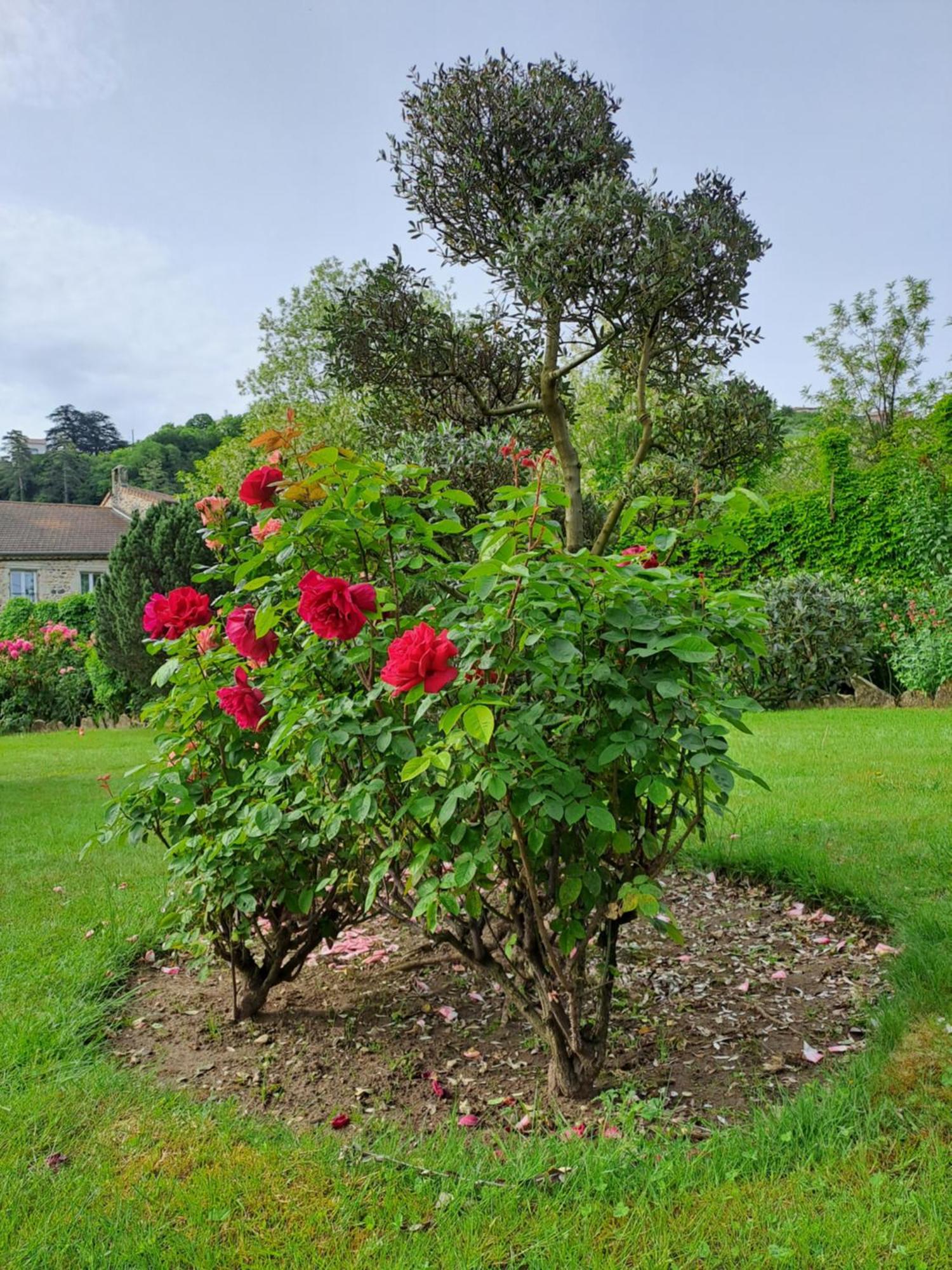 Gite 5 "Le Laurus" Aux Magnolias Aubenas Kültér fotó